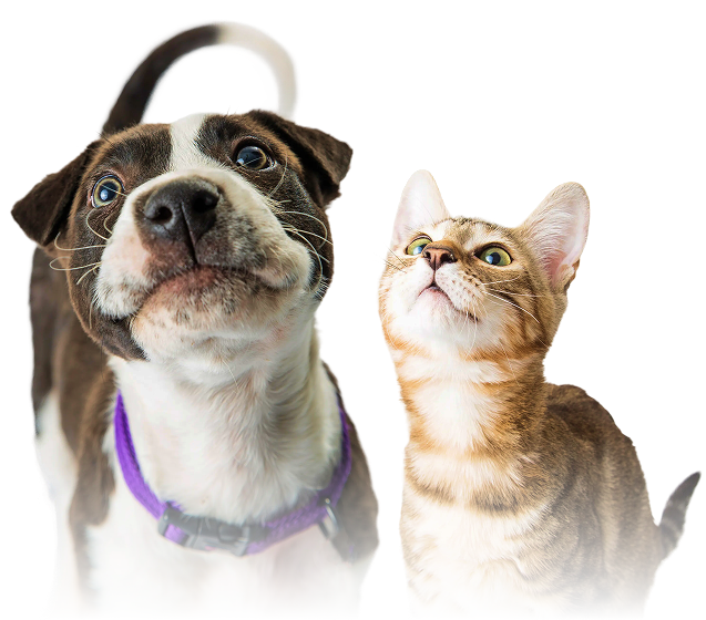 Cão e gato