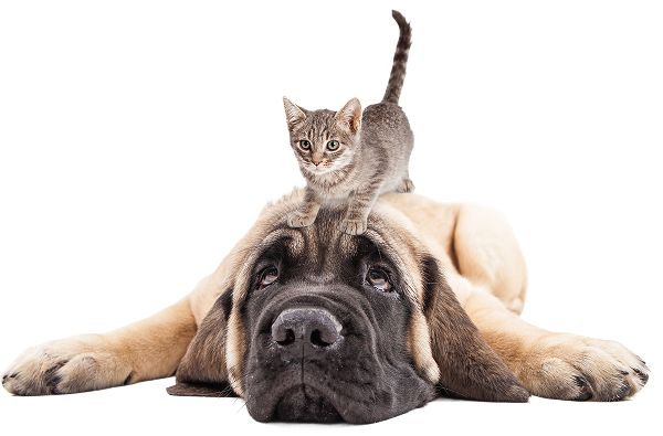 Cão e gato