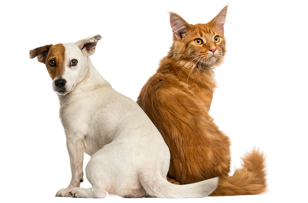 Cão e gato