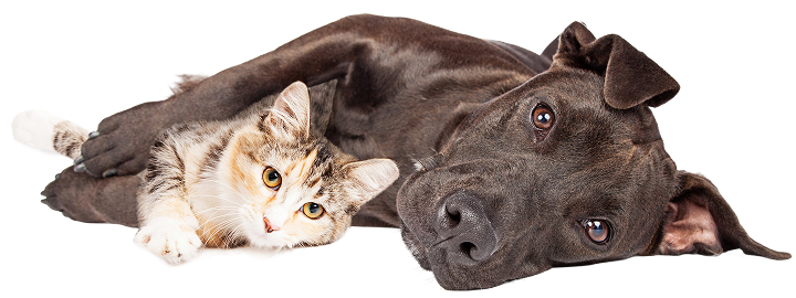 Cão e gato deitados juntos